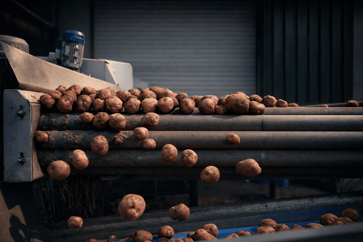 Farmer working in potato field